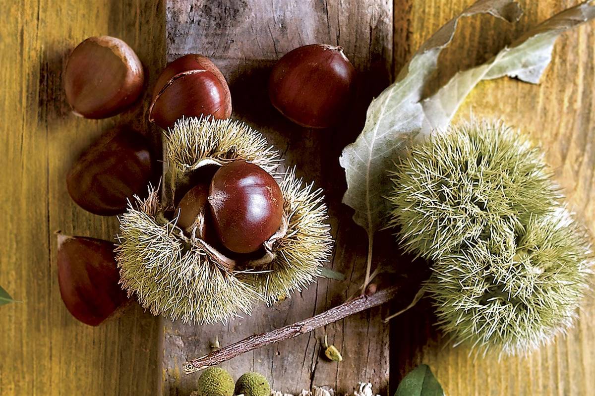 castañas. Castañas, energía dulce para los meses fríos