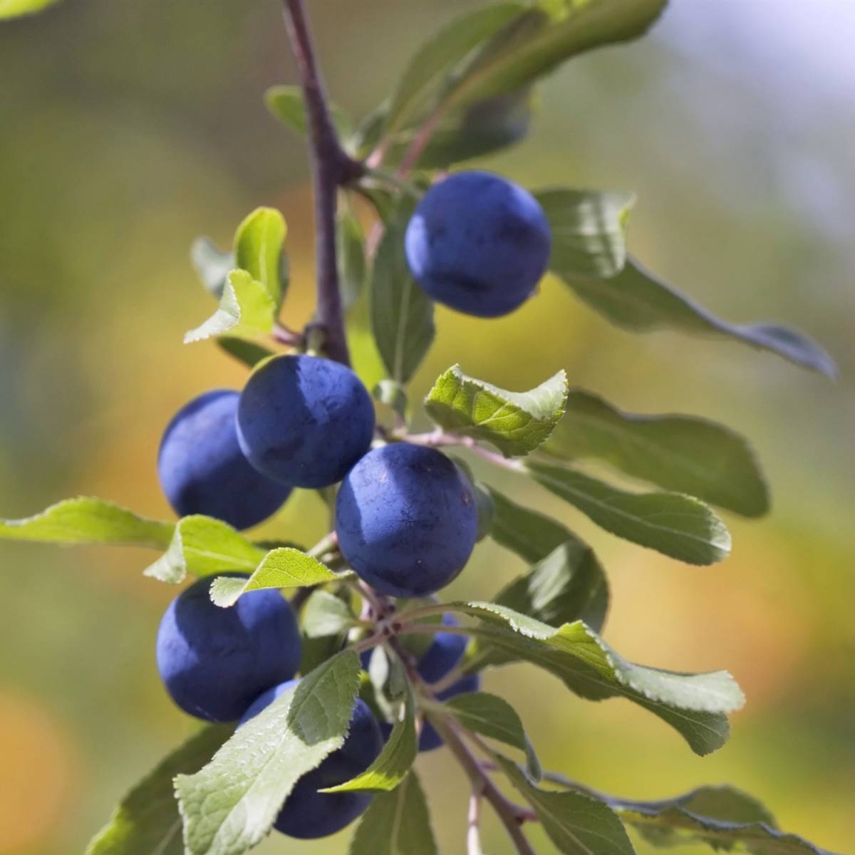 Frutas del bosque: Propiedades saludables y de temporada