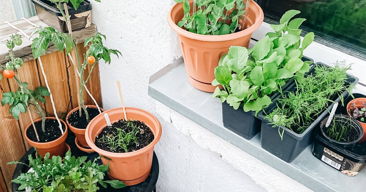 Huerto urbano macetas: plantar cómo cultivar