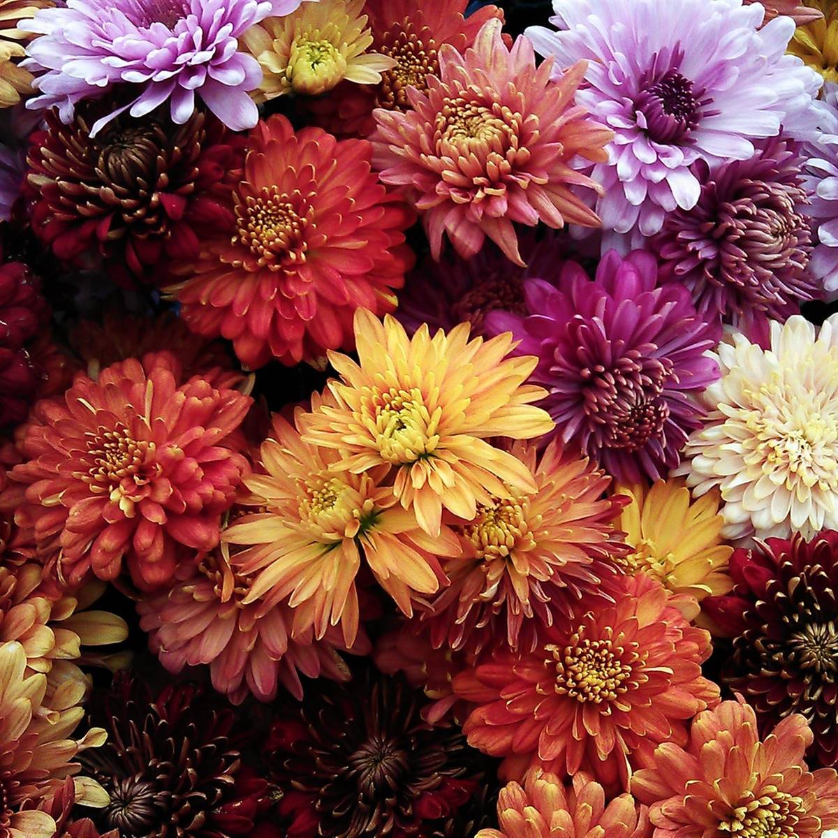 Details 100 flores de estacion otoño