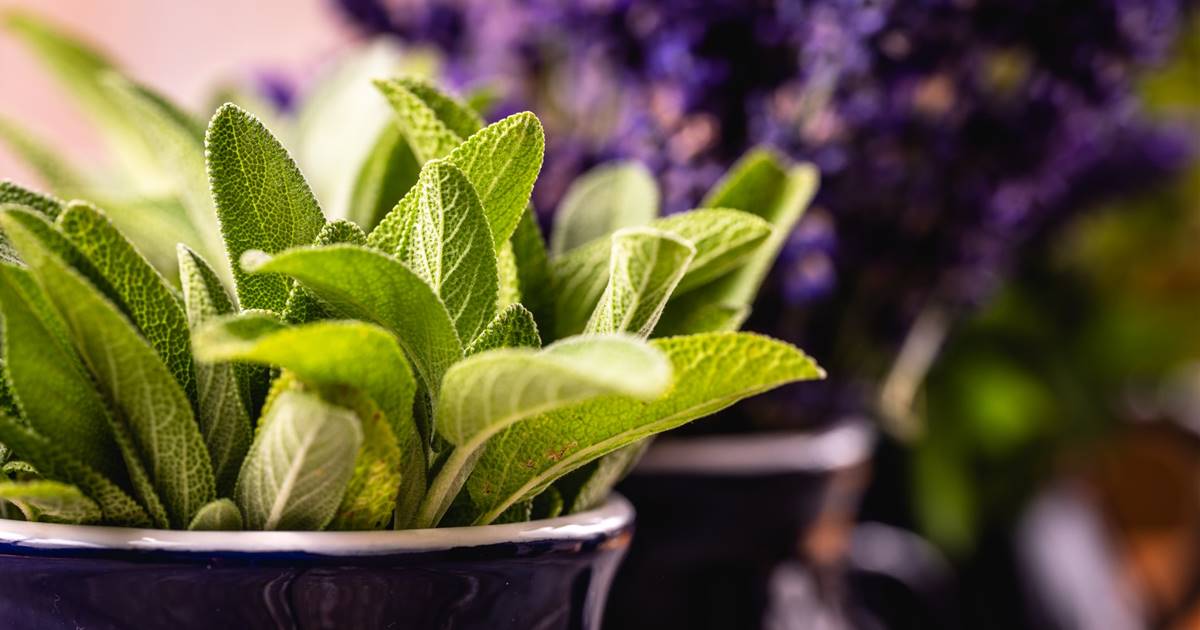 La Salvia Blanca es muy beneficiosa ya que calma el sistema nervioso y  controla la ansiedad. En definitiva, para nosotros se trata de una planta  muy