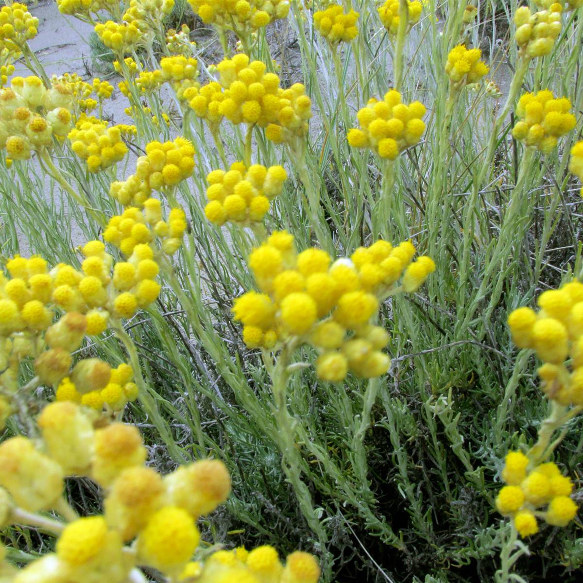 Aceite esencial de planta de siempreviva amarilla: todas sus propiedades y  usos