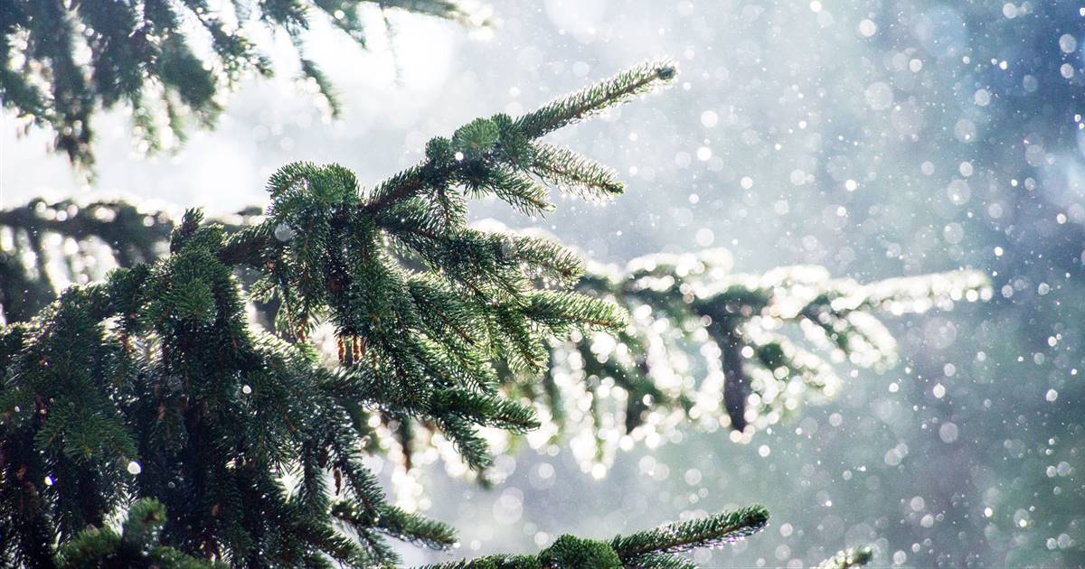 Cómo cuidar el árbol de Navidad para que viva más tiempo