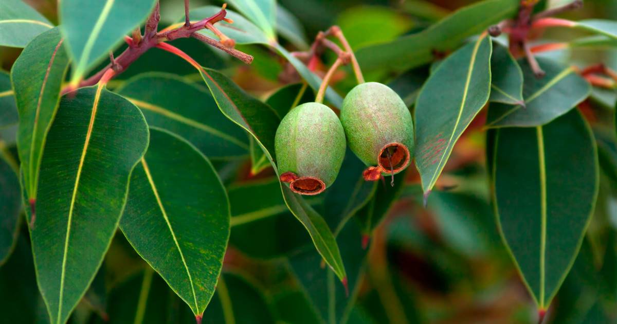 Eucalipto Todas Las Propiedades De Este Gran Remedio Natural Para La