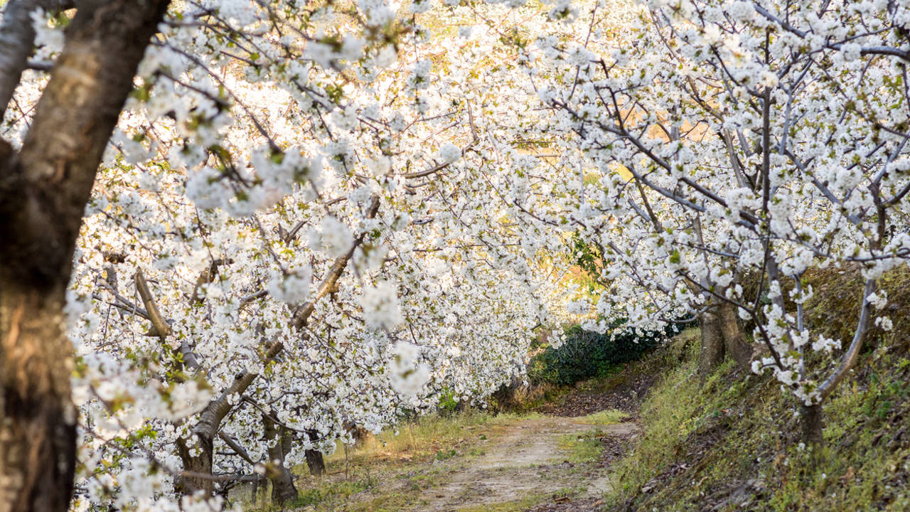 Sakura: dónde disfrutar de los cerezos en flor en España