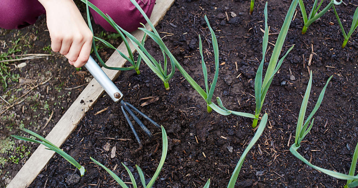 Cómo Plantar Cebollas: Paso A Paso Para Cultivar Cebollas En Casa O En ...