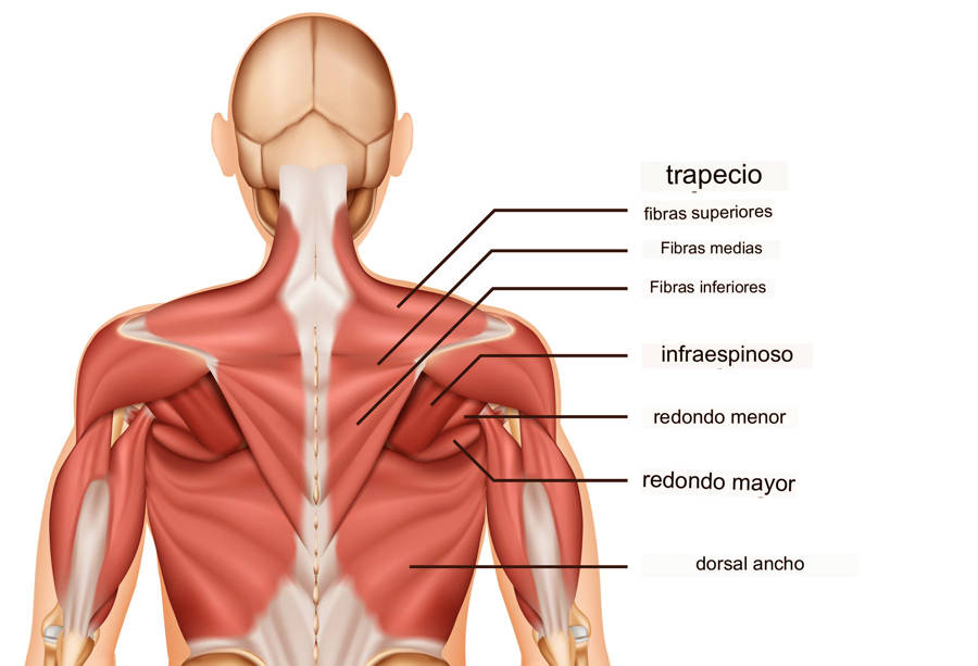 Músculos profundos de la espalda ¿por qué es importante fortalecerlos?