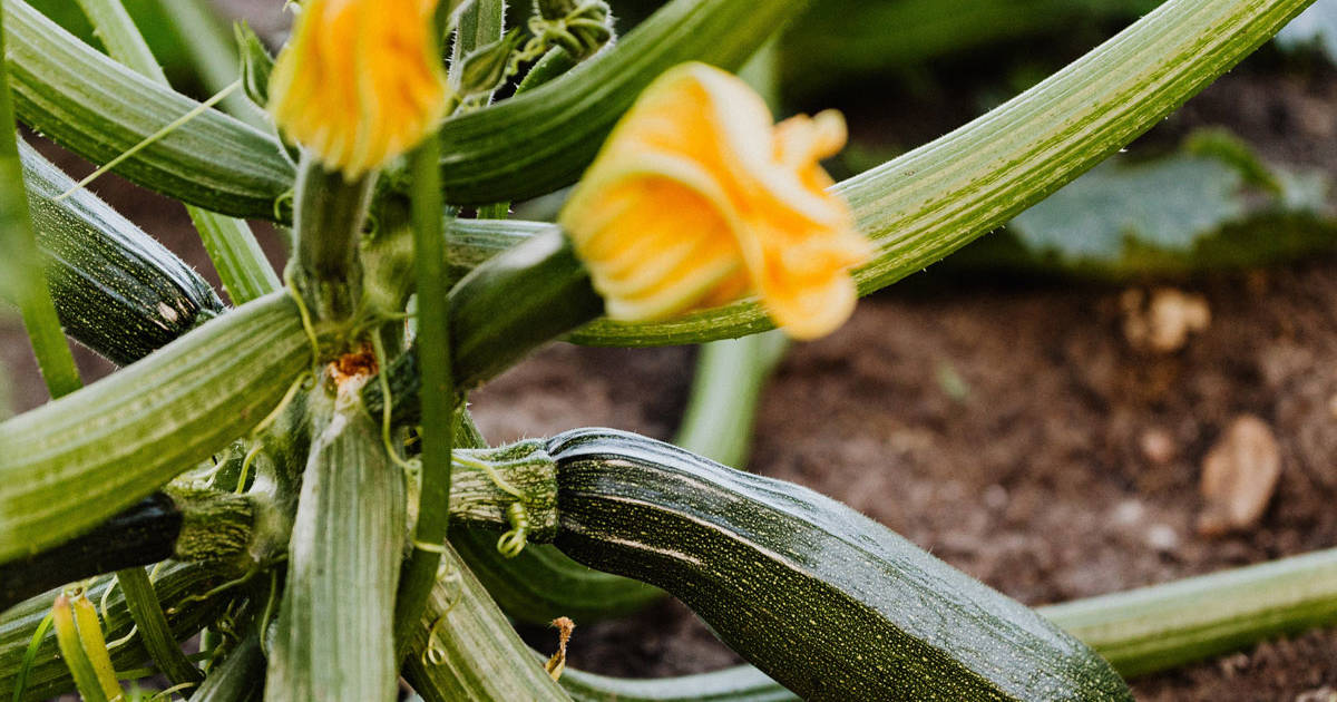 Cómo Cultivar Calabacines Y Cosechar También La Flor De Calabacín