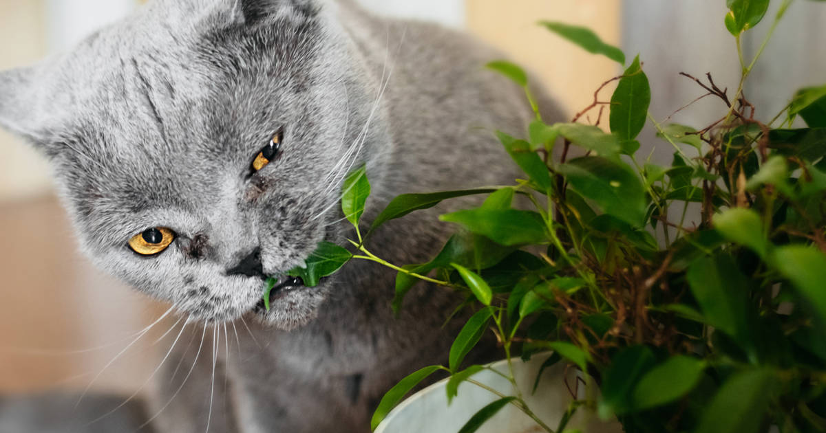 6 consejos para mantener a los gatos alejados de las plantas y los jardines