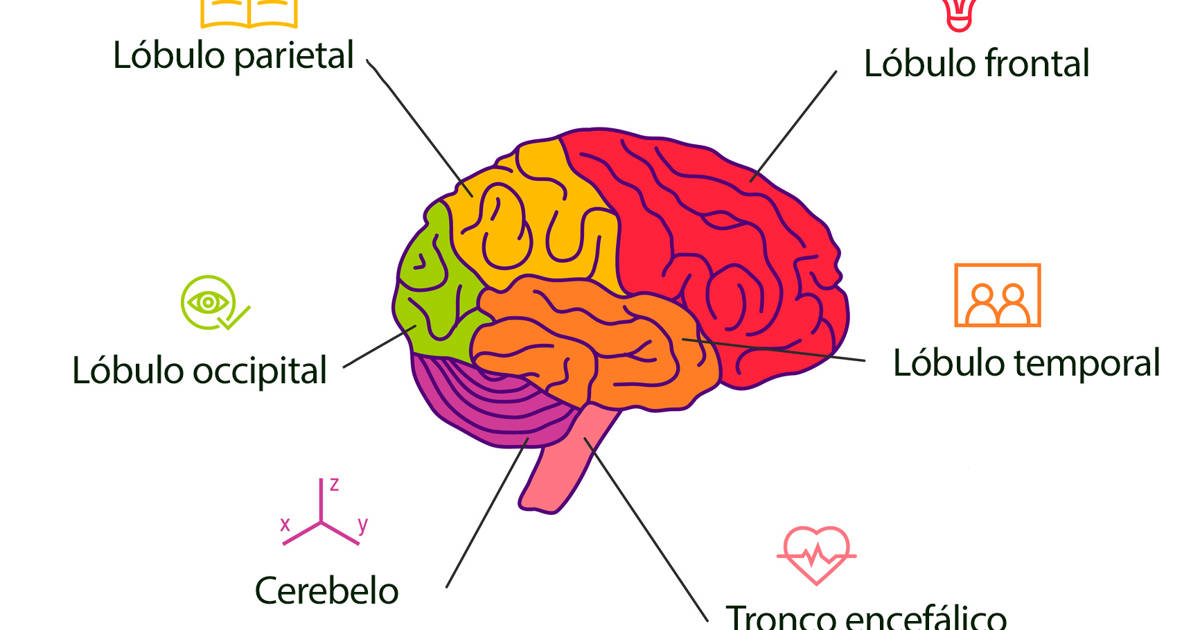 partes del cerebro humano y funciones