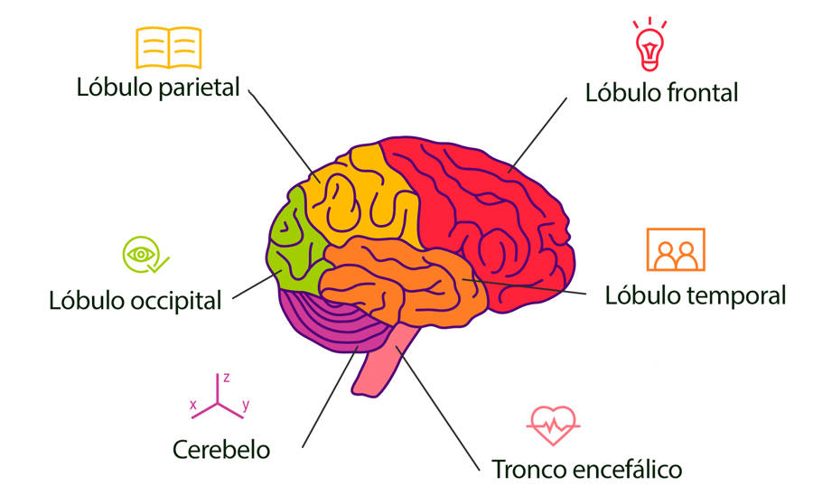 sistema límbico qué es y cómo domina las emociones este cerebro